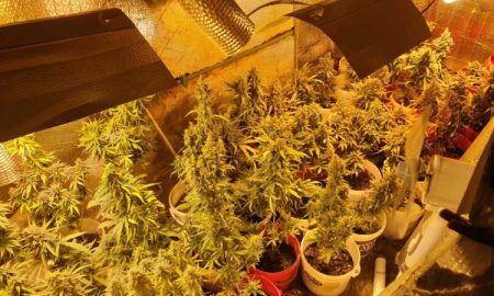 Kod Banjalučanina pronađena improvizovana laboratorija za uzgoj marihuane