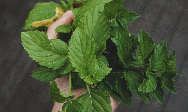 Sweden/USAID Farma 2 projekt udružio snage sa Centrom za socijalni rad u Brezi Sweden/USAID Farma 2 projekt udružio snage sa Centrom za socijalni rad u Brezi