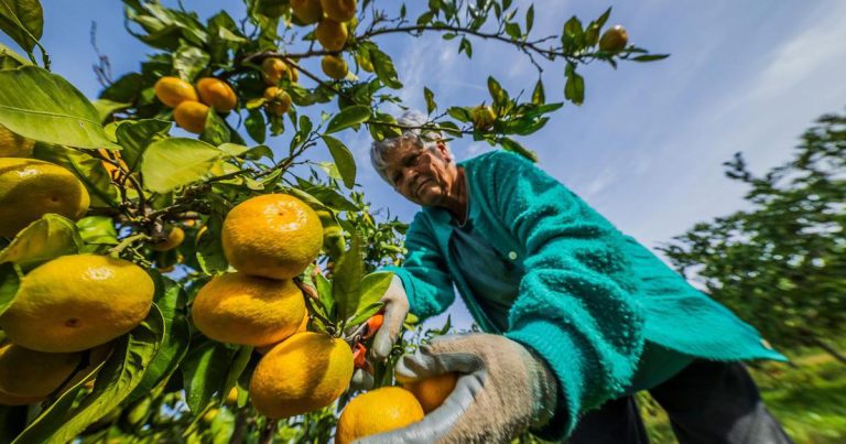 Ovogodišnji urod mandarina prepolovljen, u nekim nasadima ne isplati ih se brati Ovogodišnji urod mandarina prepolovljen, u nekim nasadima ne isplati ih se brati