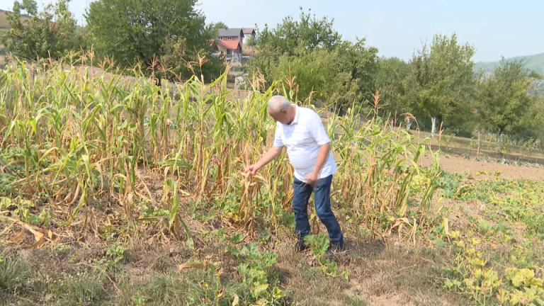 Ljeto ostavilo katastrofalno stanje u poljoprivredi i stočarstvu: Šta se može učiniti da se popravi alarmantna situacija? Ljeto ostavilo katastrofalno stanje u poljoprivredi i stočarstvu: Šta se može učiniti da se popravi alarmantna situacija?