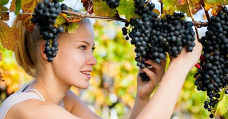 BiH proizvodi oko 23.000 tona grožđa,domaću proizvodnju godinama guši uvoz