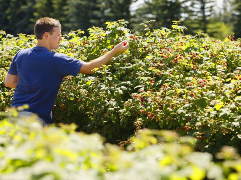 Plate najviše rasle u poljoprivredi