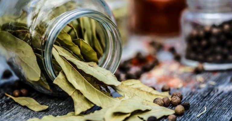 List lovora stavite u hladnjak. Ovaj savjet je iznad zlata List lovora stavite u hladnjak. Ovaj savjet je iznad zlata