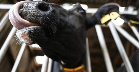 Bolest plavog jezika pojavila se i u susjednoj zemlji: Europom kruži nova varijanta virusa