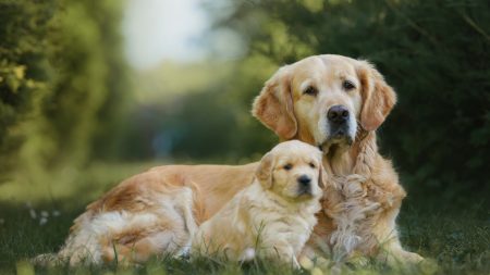Ovo je 10 najljepših dugodlakih pasmina pasa na svijetu