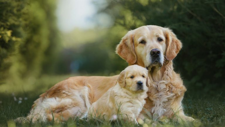 Ovo je 10 najljepših dugodlakih pasmina pasa na svijetu Ovo je 10 najljepših dugodlakih pasmina pasa na svijetu
