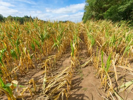 Zbog suše u narednom periodu moguća poskupljenja hrane