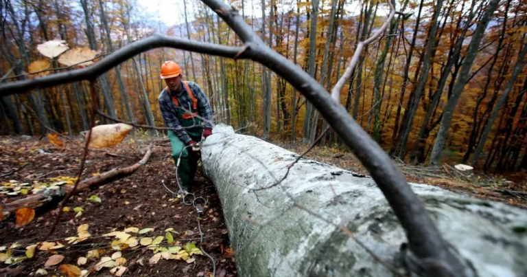 Pad izvoza drvne industrije, osim neobrađenog drva Pad izvoza drvne industrije, osim neobrađenog drva
