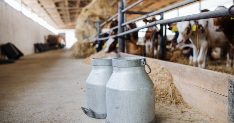 Prijeti li nam nestašica mlijeka? Prijeti li nam nestašica mlijeka?