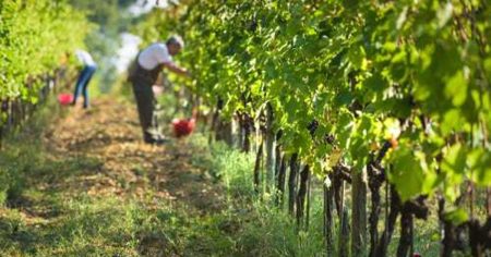 BiH proizvodi oko 23.000 tona grožđa, domaću proizvodnju godinama guši uvoz