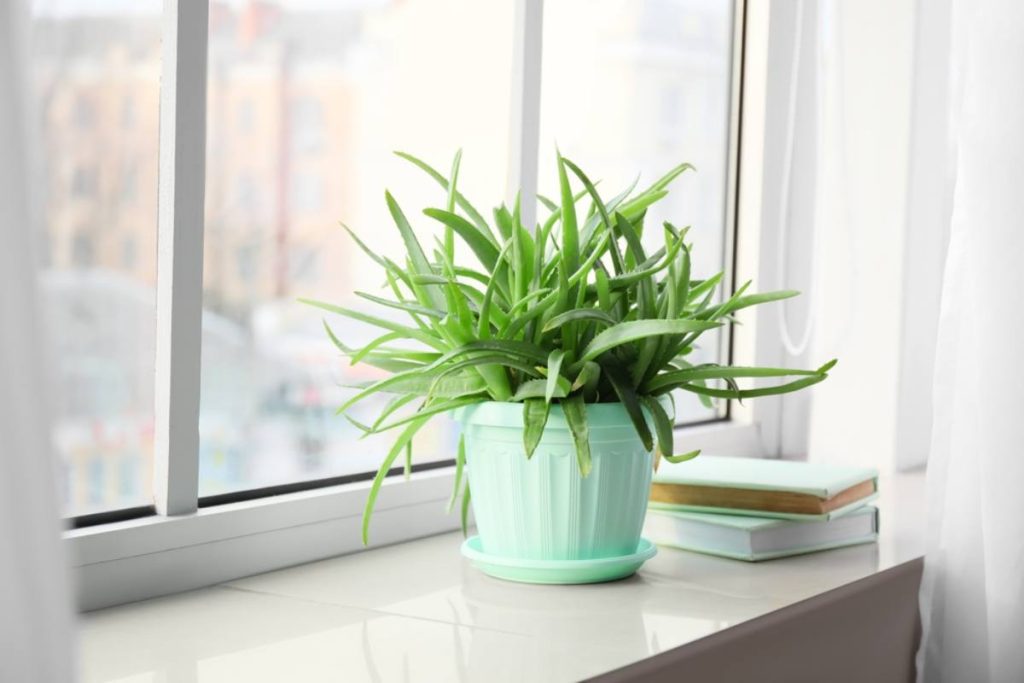 Aloe vera | Uzgoj i nega biljke u kućnim uslovima