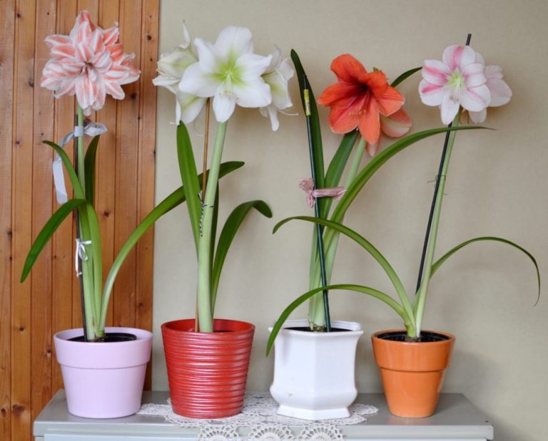 Amaryllis | Kako posaditi i negovati poznati kameni cvijet