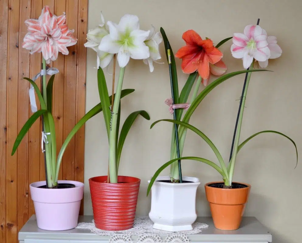 Amaryllis | Kako posaditi i negovati poznati kameni cvijet