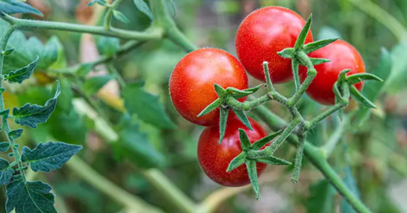 Kancerogeni metal pronađen u rajčici iz BiH