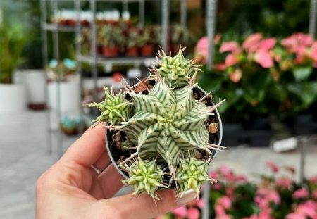 Džungla pop-up za ljubitelje biljaka stiže za par dana