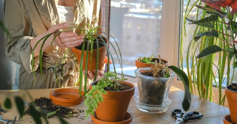 Kako aspirin zaista djeluje na naše biljke Kako aspirin zaista djeluje na naše biljke