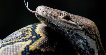 Prala je suđe i osjetila nešto na nozi: Zvijer teška 20 kilograma gušila ženu dva sata