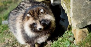 Utvrđene tri vrste životinja kao uzrok pandemije