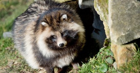 Utvrđene tri vrste životinja kao uzrok pandemije