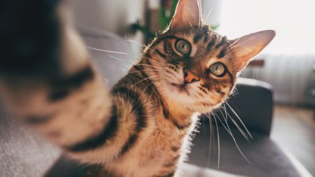 Mačke su postale naši prijatelji mnogo kasnije nego što mislimo