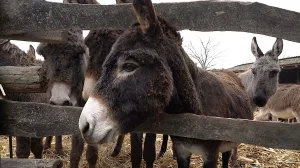 Elitna aukcija: Mladi bik prodat za čak 146.000 eura