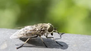 Plan i kontraplan: Kako roditeljski sastanci uništavaju dječje snove