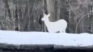 (VIDEO) Snijeg stvorio probleme na bh. cestama: Evo na kojim dionicama najviše pada