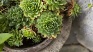 Neka biljke smanje vaš stres i uspavaju vas: ovih 8 biljaka pomaže kod nesanice i napetosti