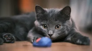 Muškarca ugrizla mačka, prošao je kroz potpuni pakao: U devet dana imao šest operacija!