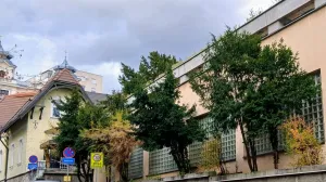 (FOTO) Sobne biljke – ukras, rekreacija i zdravlje