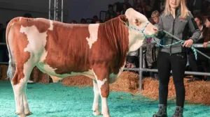 (FOTO) Izgradila stablo od 450.000 recikliranih boca za svjetski rekord