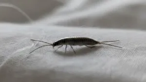 Koje vam je boje otirač ispred vrata? Od nje zavisi da li će u kući biti siromaštvo ili sreća