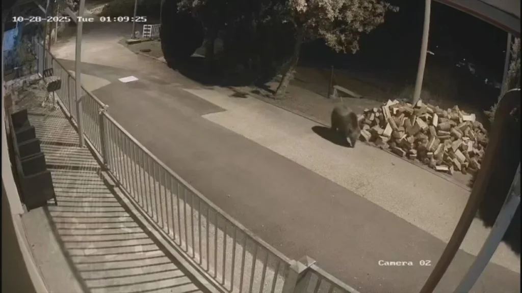 Medvjedi terorišu sela u bh. susjedstvu: Mještani se zaključavaju u kuće, strahuju od susreta