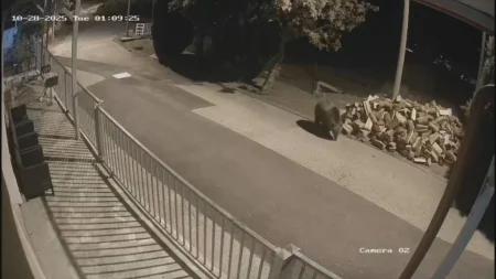 Medvjedi terorišu sela u bh. susjedstvu: Mještani se zaključavaju u kuće, strahuju od susreta