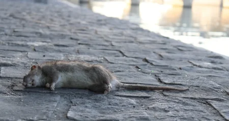 Štakor prenio hepatitis na čovjeka u Berlinu: Ne zna se kako, ni koliko je opasno