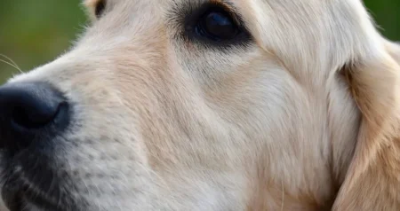 Šta znači kada vas pas poliže: Neki ljudi misle da je to naklonost, ali istina je…