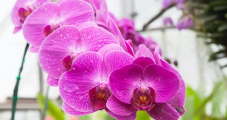 Privlače zdravlje i sreću: 5 biljaka koje su idealan su poklon