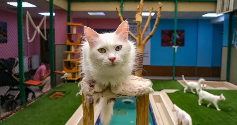 Trećina ostrvskih gmizavaca nestaje, krivac spava na kauču