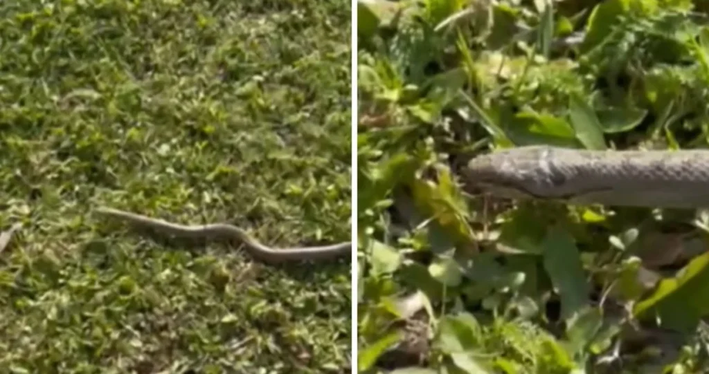 Otkud sada ona – Zmija snimljena u dvorištu kod Lukavca: Krenula je prema kući…