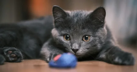 I to je moguće: Muškarac u Turskoj mora plaćati bivšoj supruzi alimentaciju za njihove mačke