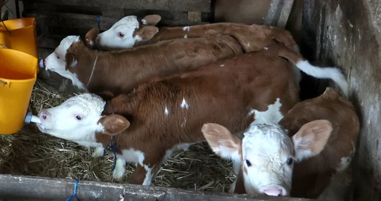 Da li biste probali kafu koju priprema krava: Brus i njen vlasnik postali internet senzacija Da li biste probali kafu koju priprema krava: Brus i njen vlasnik postali internet senzacija