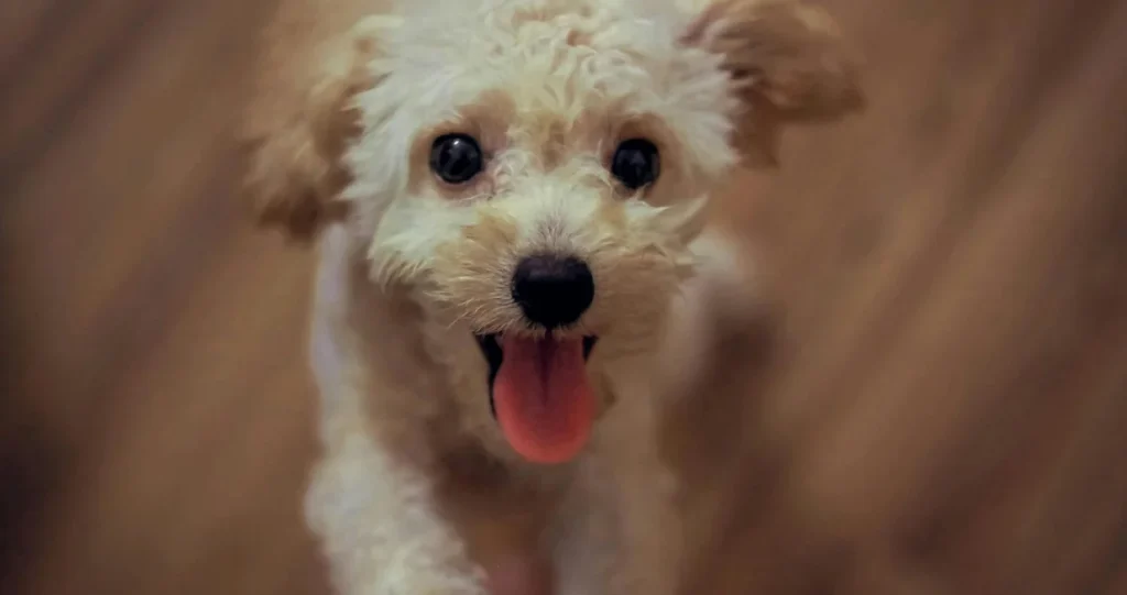 Kako neutralisati mirise psa u kući: I kafa među pet prirodnih trikova