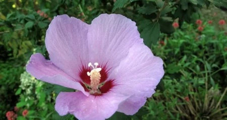 Hibiskus čaj za mršavljenje skida kilograme, i poboljšava metabolizam