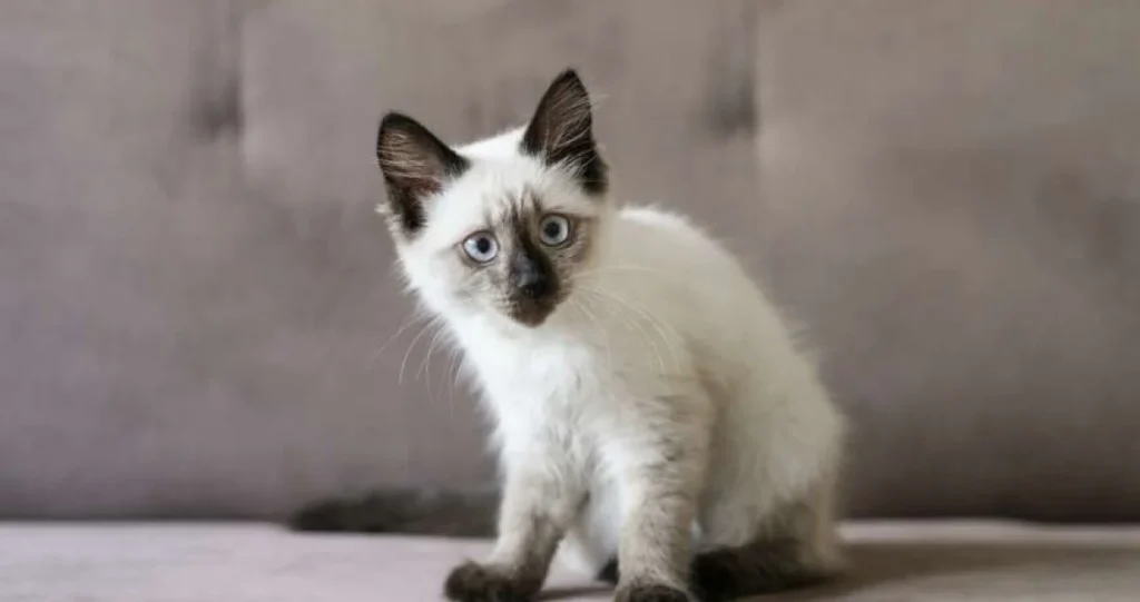 Od drevnog Kraljevstva Sijam do modernih domova: Zašto sijamske mačke osvajaju svojim plavim očima i društvenom prirodom