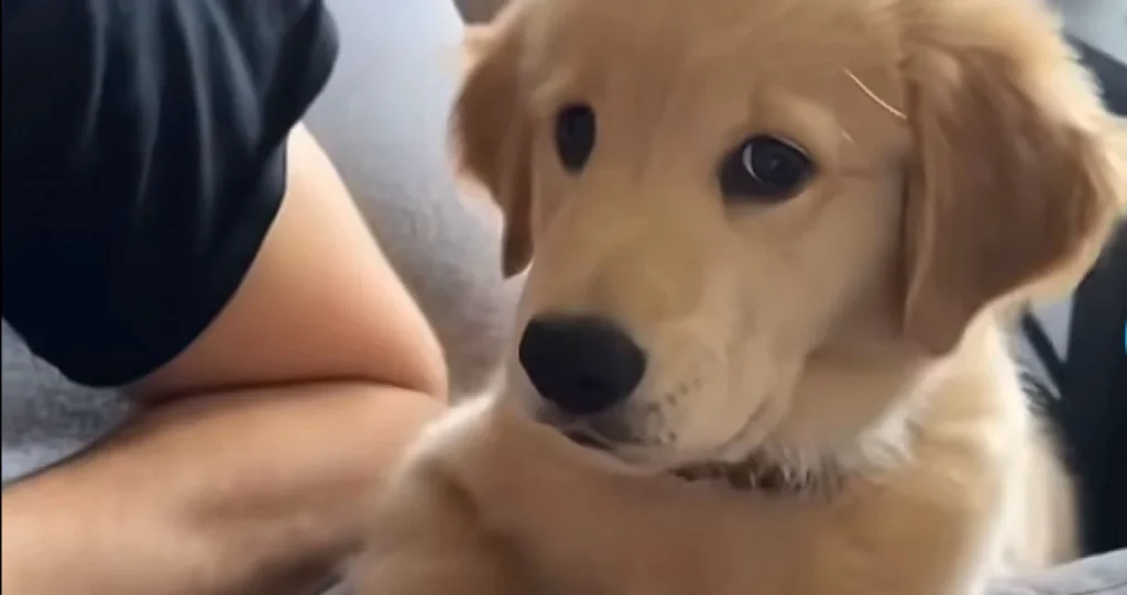 Možete ugroziti život vaših ljubimaca: Ove sastojke trebate izbjegavati u sredstvima za čišćenje