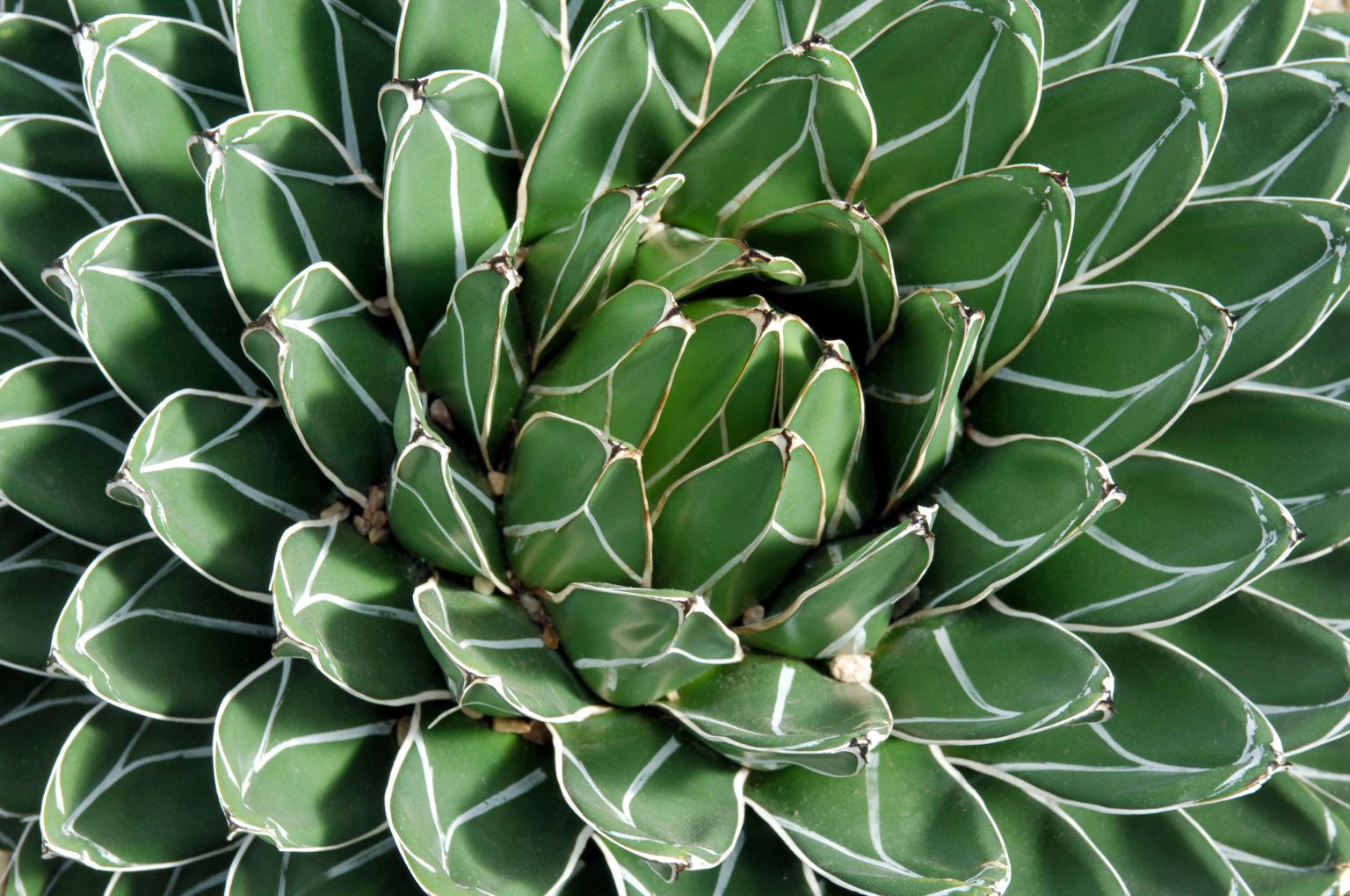 Zašto budućnost tekile zavisi od meksičkih slepih miševa