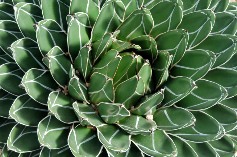 Zašto budućnost tekile zavisi od meksičkih slepih miševa Zašto budućnost tekile zavisi od meksičkih slepih miševa