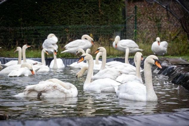Belgija bilježi nagli porast slučajeva ptičje gripe: vlasti upozoravaju na oprez Belgija bilježi nagli porast slučajeva ptičje gripe: vlasti upozoravaju na oprez