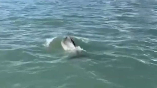 Delfin Mimmo odbija napustiti bazen Svetog Marka u Veneciji Delfin Mimmo odbija napustiti bazen Svetog Marka u Veneciji