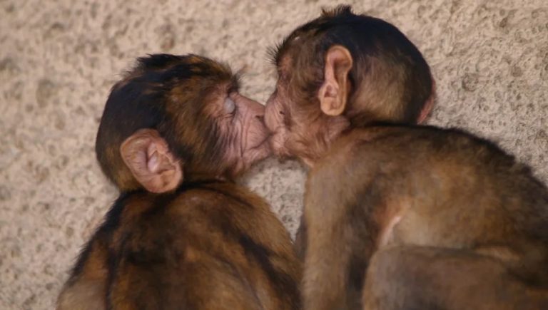 Prvi poljubac u historiji čovječanstva datira prije 21 milion godina
